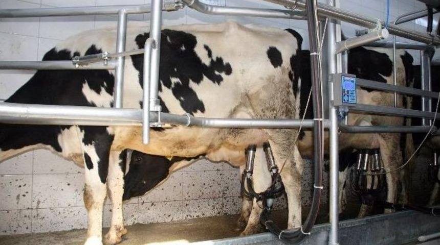 İneklerine Türk Sanat Müziği Dinletiyor