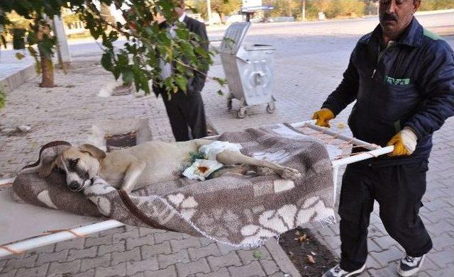 Gaziantep Hayvanat Bahçesi Sınırları Aştı