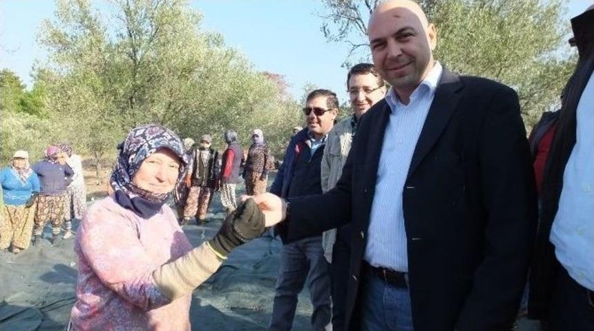 Burhaniye Belediyesi K&ouml;rfezin En B&uuml;y&uuml;k Zeytincisi Oldu