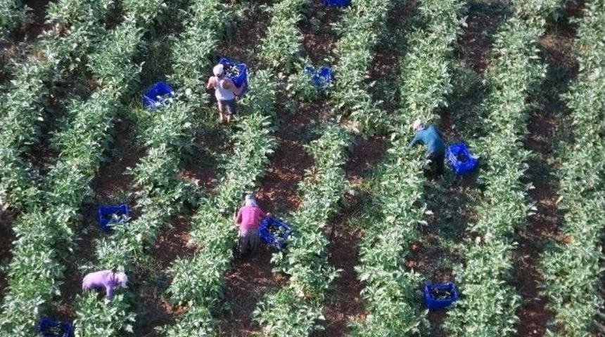Kışlık Sebzeler Beklentileri Karşıladı