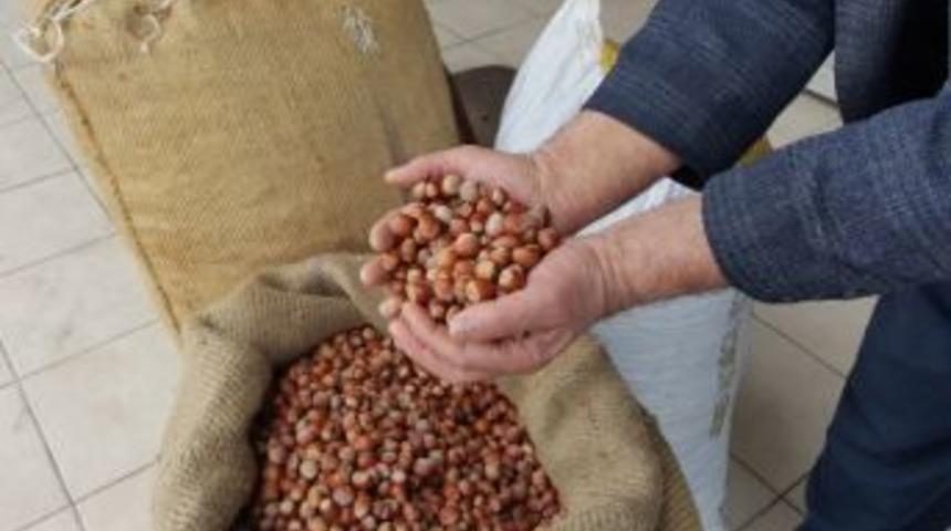 Fındık Fiyatı Y&uuml;kselme Trendinde