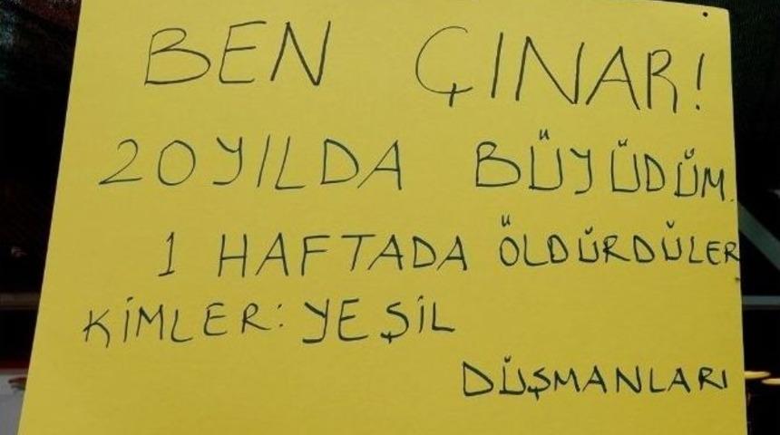 Bu &Ccedil;ınar İl&ccedil;ede G&uuml;n&uuml;n Konusu Oldu