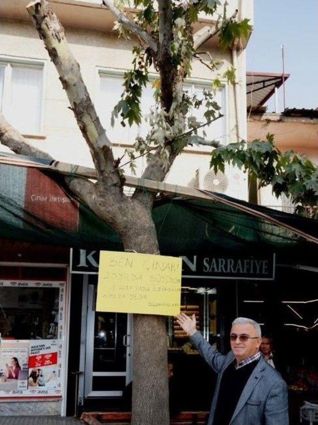 Bu Çınar İlçede Günün Konusu Oldu