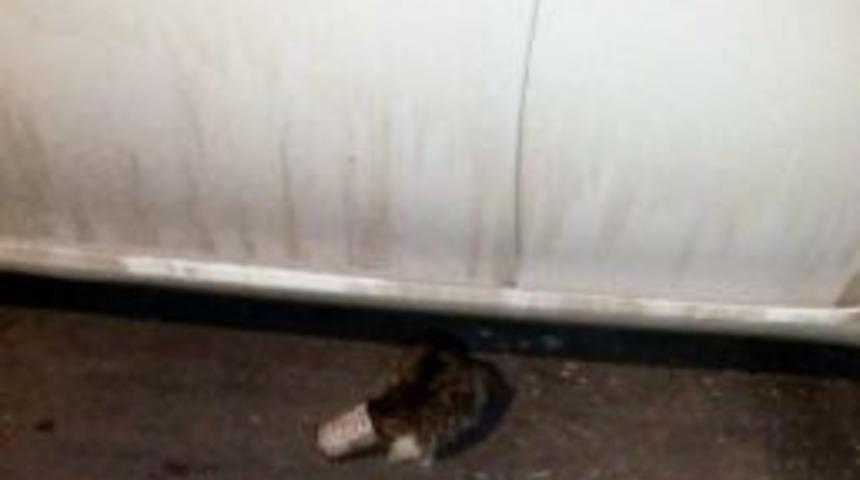 Minik Kedi İ&ccedil;in Gece Mesaisi