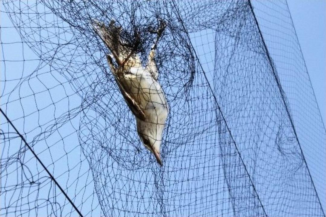 (&ouml;zel Haber) Aras Havzasında 258 Kuş T&uuml;r&uuml; Tespit Edildi