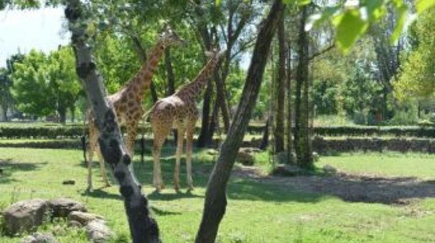 Hayvanat Bah&ccedil;esi&rsquo;ne Giriş 3 G&uuml;n &Uuml;cretsiz