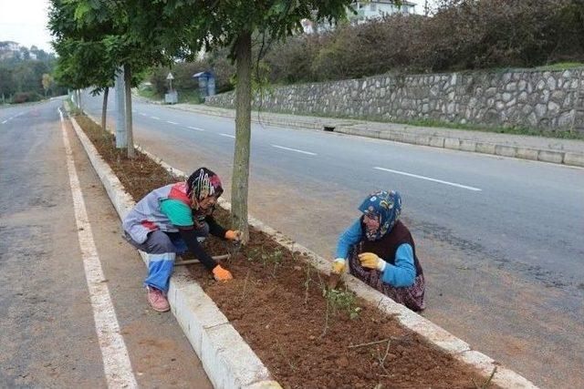 Bahar Mevsiminde Akçakoca Gül Kokacak