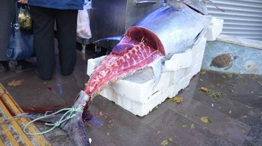 G&ouml;renleri Hayrete &Ccedil;evirdi