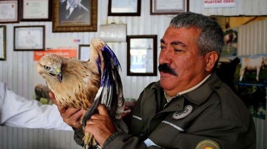 Yaralı Şahin, Tedavisinin Ardından Doğaya Bırakıldı