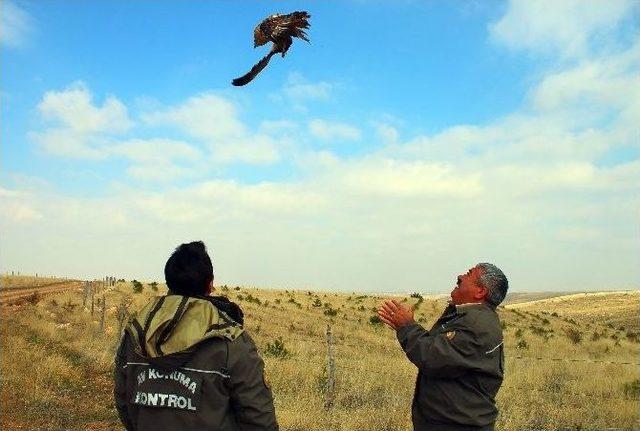 Yaralı Şahin, Tedavisinin Ardından Doğaya Bırakıldı 1
