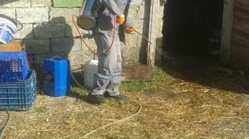 Büyükşehir Belediyesi Ekipleri Hayvan Barınaklarını İlaçladı