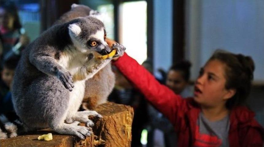 &Ccedil;ocuklar Z&uuml;rafaları Elleriyle Besledi