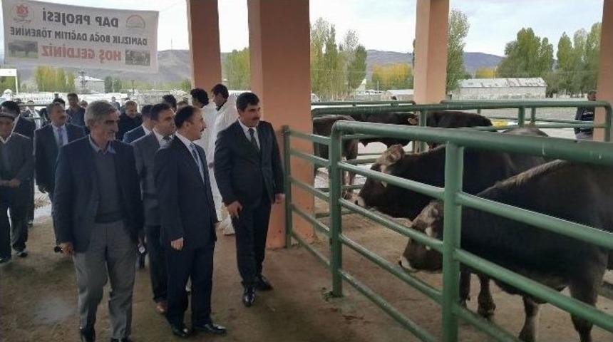 Muş&rsquo;ta 47 &Ccedil;iftiye 47 Damızlık Boğa Dağıtıldı