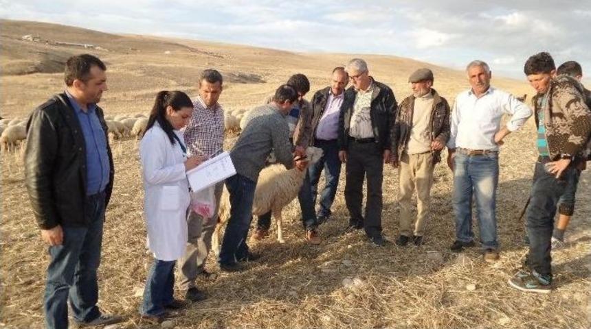 K&uuml;peleme &Ccedil;alışmaları Arapgir&rsquo;den Başladı