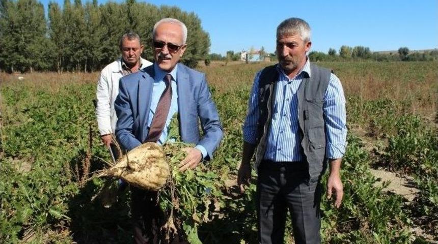 Mikoriza Mantarı Şeker Pancarında Verimi Artırıyor