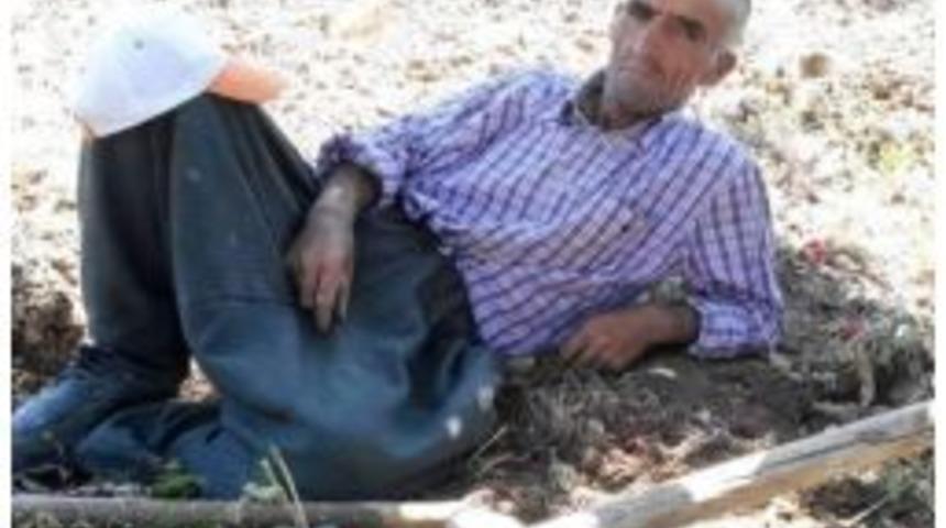 Ceviz Ağacından D&uuml;şen Şahıs Hayatını Kaybetti