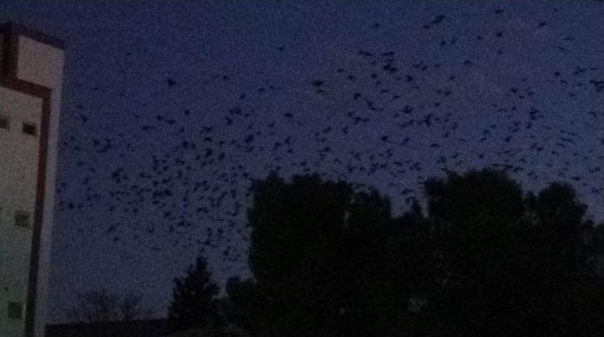 Mısır Hasadı Bitince Y&uuml;zlerce Karga G&ouml;ky&uuml;z&uuml;n&uuml; Kapladı