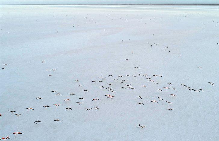 Tuz Gölü'nde ürküten tablo! Hepsi teker teker ölüyor G2