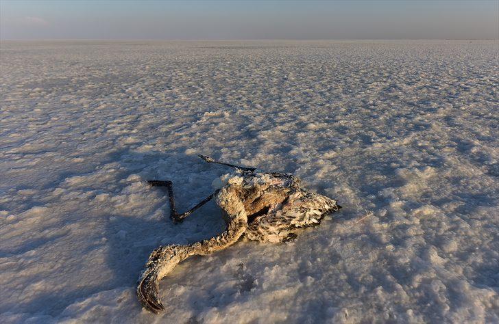 Tuz Gölü'nde ürküten tablo! Hepsi teker teker ölüyor G4