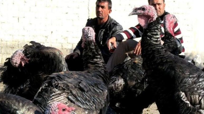 (&ouml;zel Haber) Yılbaşı Hindileri Satışta