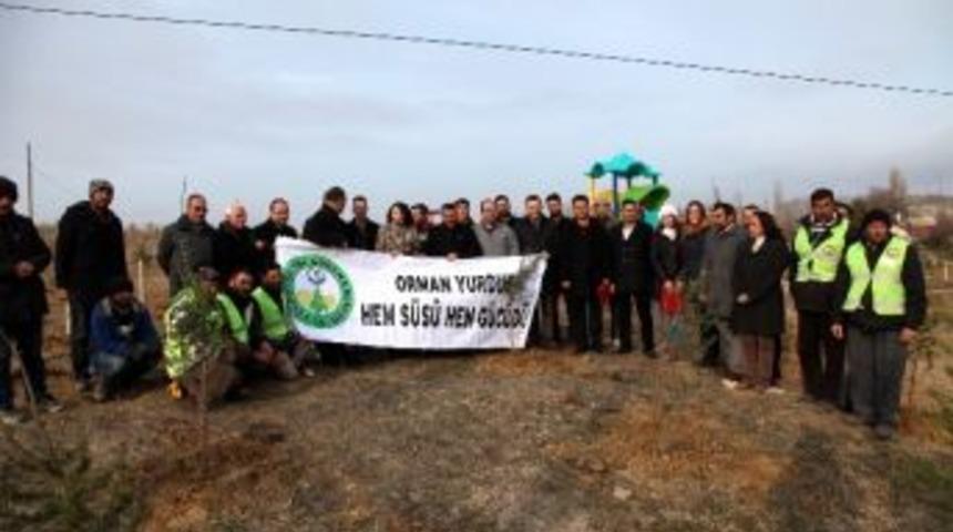 Seydişehir&rsquo;de 2 Bin Sedir Ağacı Dikildi