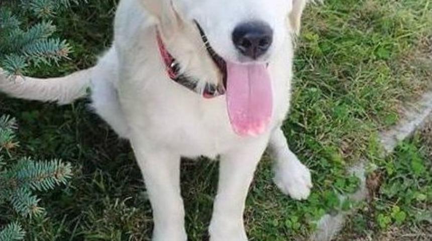 Kayıp K&ouml;peğini Arıyor