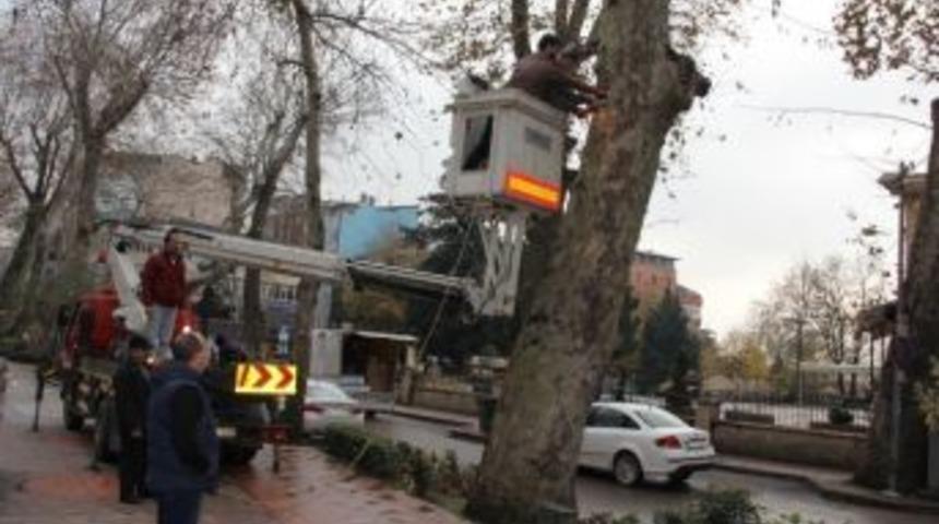 &Ccedil;ınarlara Zarar Veren Maddeler Temizlendi