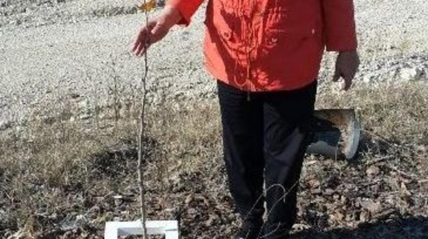 Torunları İ&ccedil;in Fidan Diktiler