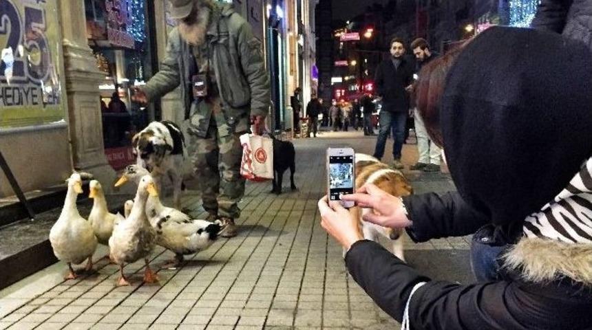 İstiklal Caddesinde &Ouml;rdek S&uuml;r&uuml;s&uuml;yle Gezdi
