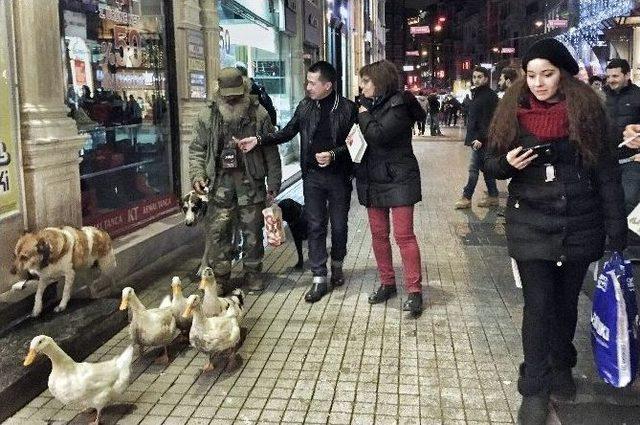 İstiklal Caddesinde Ördek Sürüsüyle Gezdi