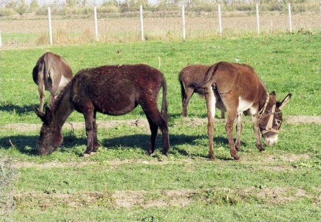 Adana’da ‘eşek Çiftliği’ Kuruldu