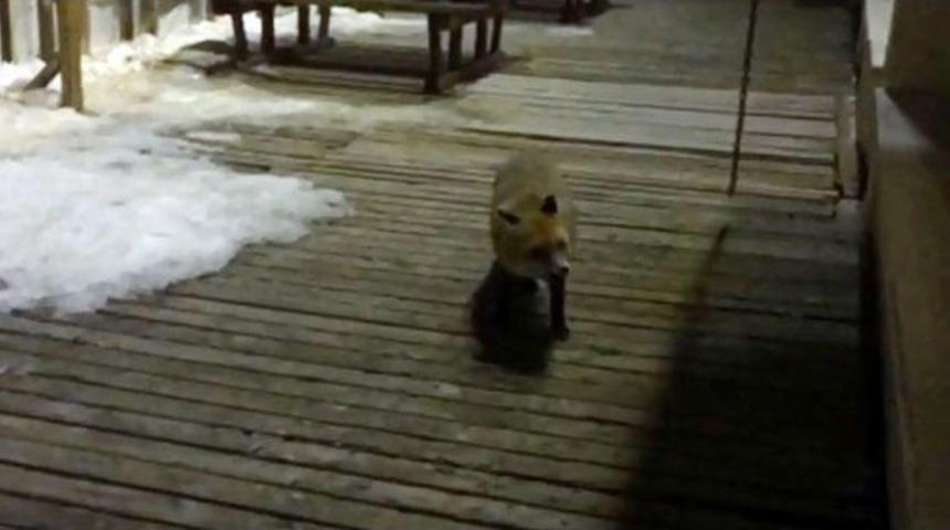 Paland&ouml;ken&rsquo;de Tilkilerin Bisk&uuml;vi Keyfi