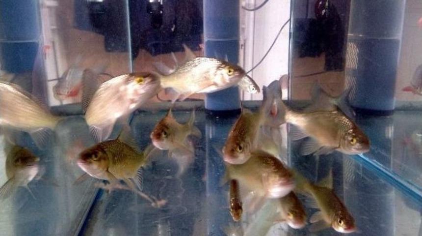 Botan Balığı Akvaryumda S&uuml;s Balığı Oldu