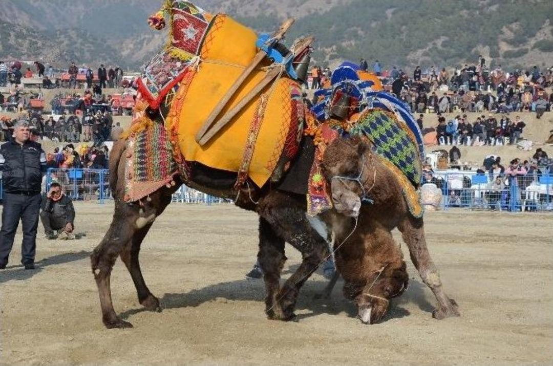 Buharkent G&uuml;reşi Festivale D&ouml;n&uuml;şt&uuml;