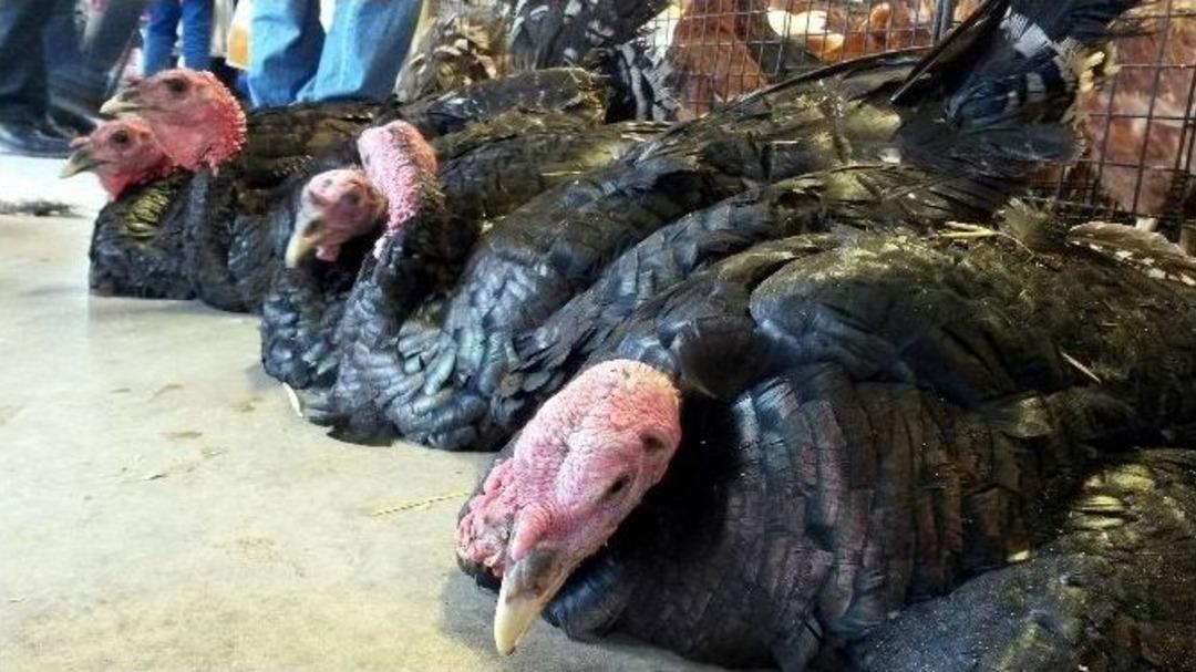 (&ouml;zel Haber) Fiyatı Yarı Yarıya D&uuml;şen Hindi Elde Kaldı