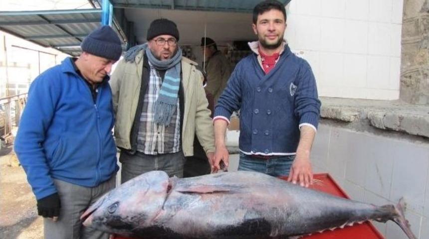 Hisarcık&rsquo;ta 100 Kiloluk Orkinos Balığı İlgi Odağı