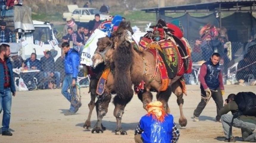 Ayvalık&rsquo;ta 12.deve G&uuml;reşi Festivali Ş&ouml;len Havasında Ger&ccedil;ekleşti