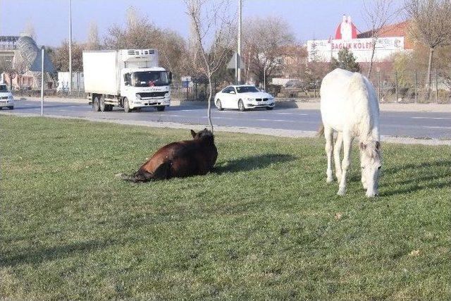 Çevreyolunda At Tehlikesinin Önüne Geçilemiyor