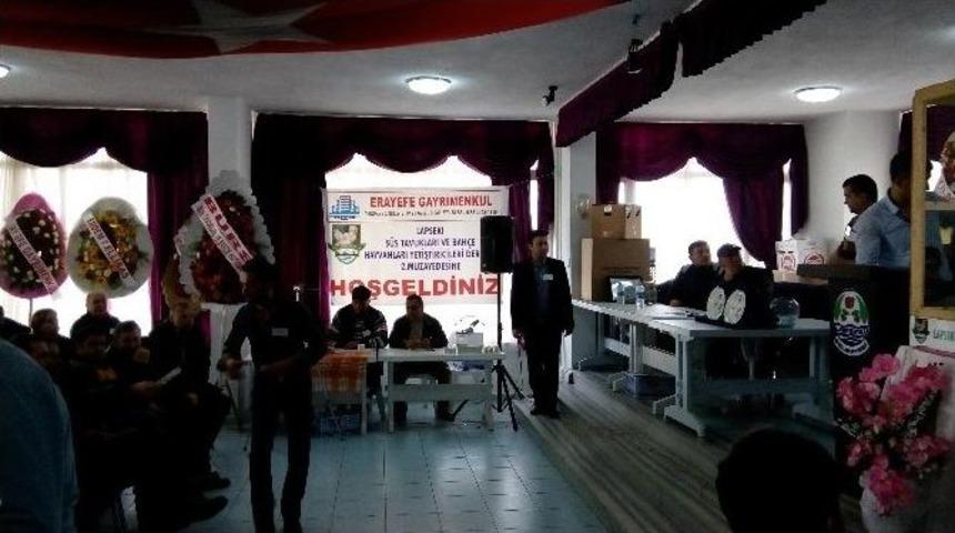 Lapseki&rsquo;de 2. Tavuk Mezadı Yapıldı