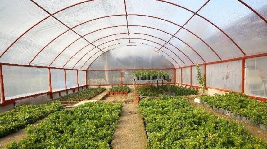 Buca Belediyesi &Ccedil;i&ccedil;ek &Uuml;retimine Başladı