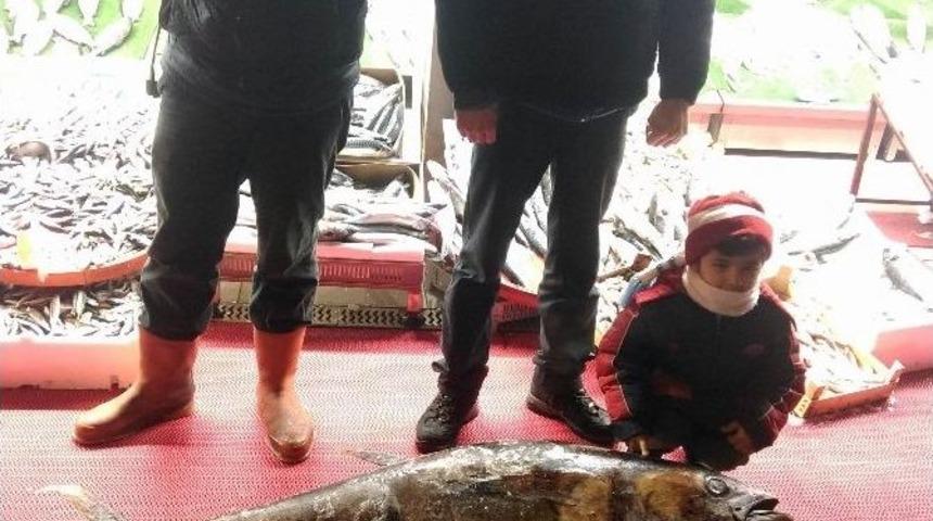 1 Metre 58 Santimlik Orkinosa Vatandaşlardan Büyük İlgi