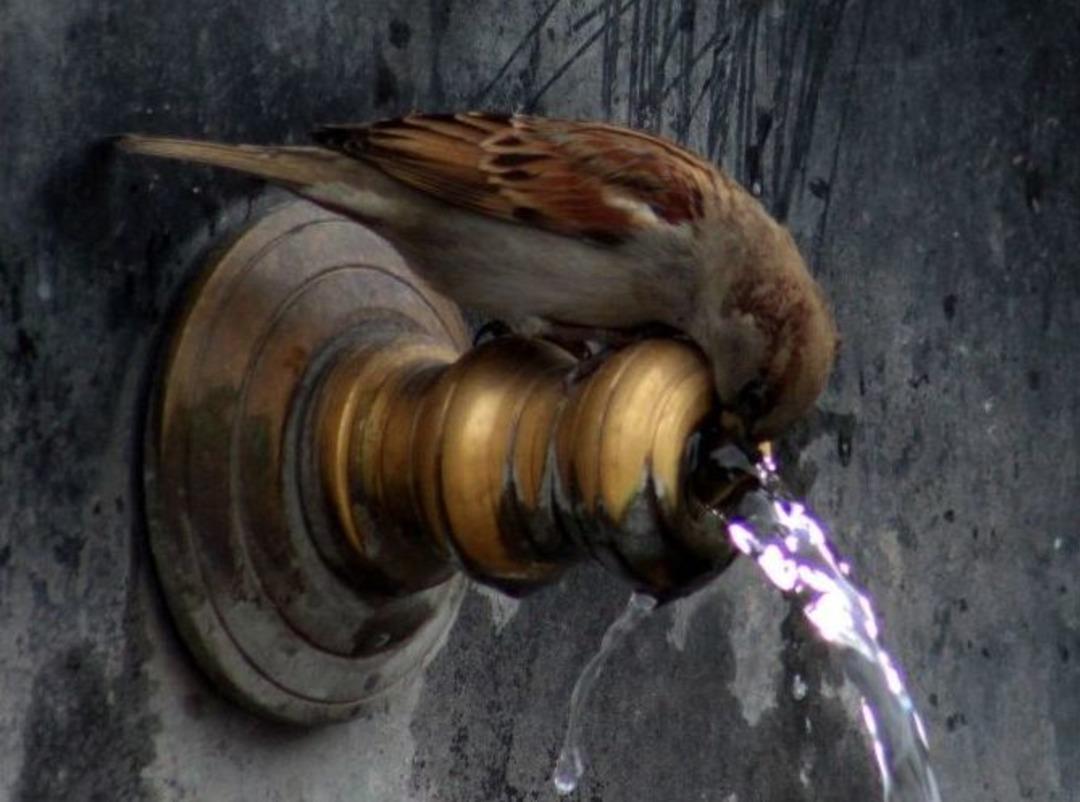 Ser&ccedil;elerin Eksi 7 Derecede Banyo Keyfi