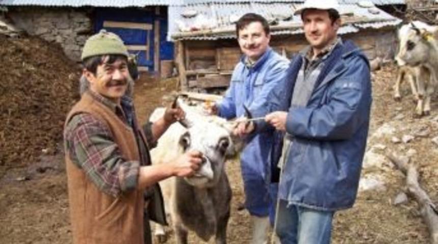 Burhaniye&rsquo;de Sığırlara Şap Aşısı Yapılacak