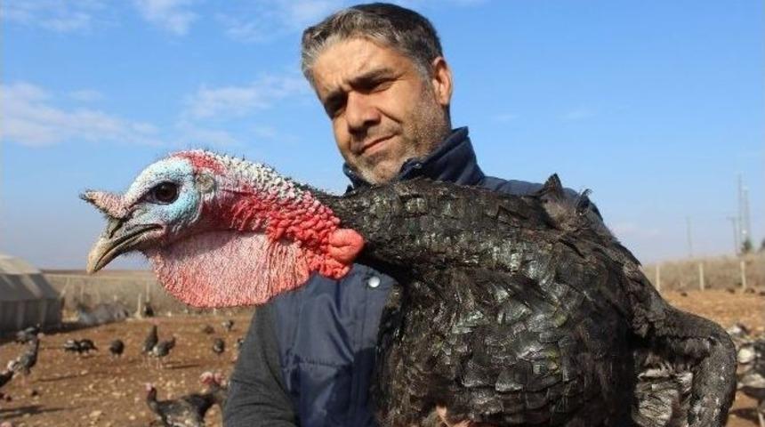 Organik Hindilerin Dişisi 80, Erkeği 100 Tl&rsquo;den Satılıyor