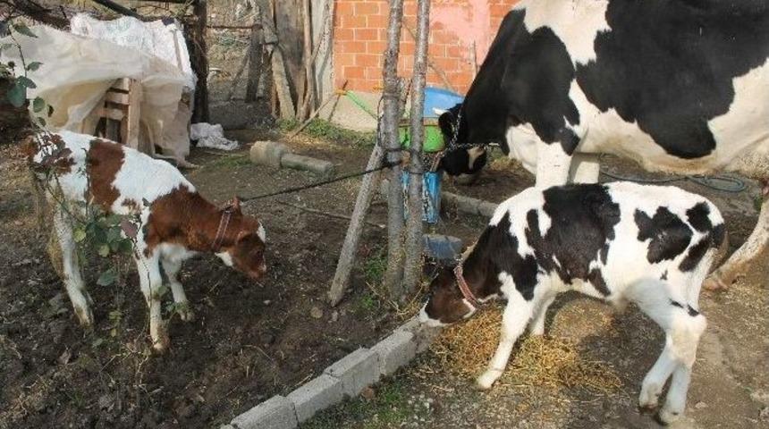 İnek Milyonda Bir Ger&ccedil;ekleşen Doğum Yaptı