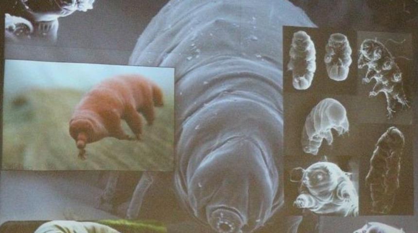 350 Derece Fırında &Ouml;lmeyen B&ouml;cek