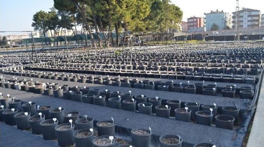 Expo 2016&rsquo;nın Sembol &Ccedil;i&ccedil;eği Yalova&rsquo;dan Gidiyor