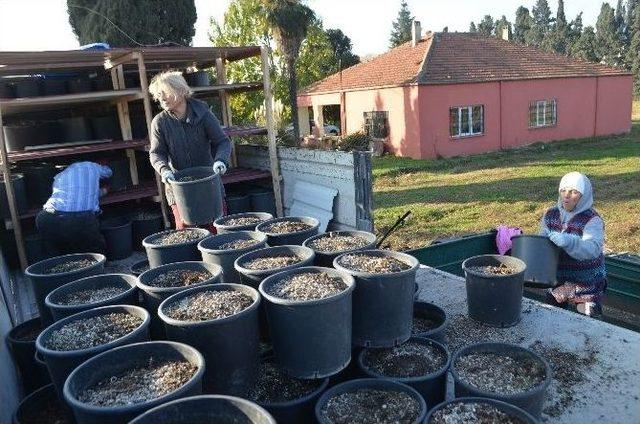 Expo 2016’nın Sembol Çiçeği Yalova’dan Gidiyor