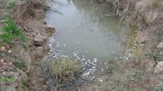 Silifke’de Binlerce Balık Telef Oldu