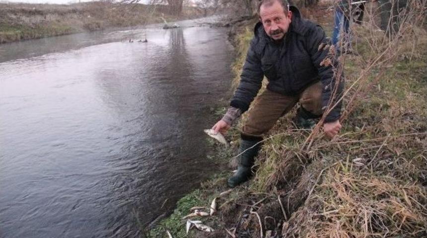 (&ouml;zel Haber) Porsuk &Ccedil;ayı&rsquo;nda Toplu Balık &Ouml;l&uuml;mleri